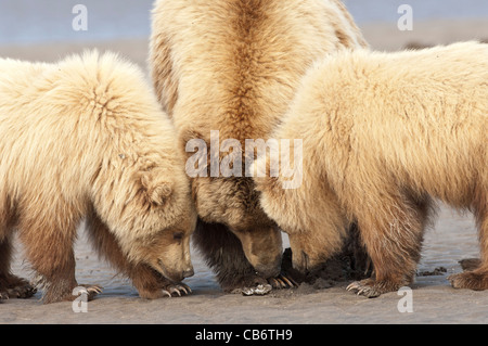 Foto di stock di fase bionda Alaskan orso bruno clamming cubs con la loro madre con la bassa marea. Foto Stock