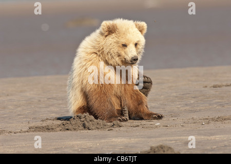 Foto di stock di una fase bionda alaskan orso bruno yearling seduto sulla spiaggia di graffiare Foto Stock