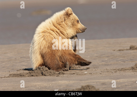 Foto di stock di una fase bionda alaskan orso bruno yearling seduto sulla spiaggia di graffiare Foto Stock