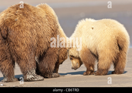 Foto di stock di un Alaskan orso bruno sow e cub clamming sulla spiaggia. Foto Stock