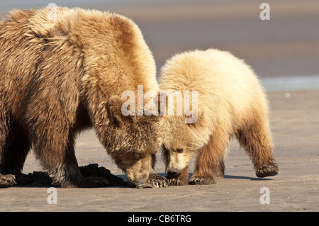 Foto di stock di un Alaskan orso bruno sow e cub clamming sulla spiaggia. Foto Stock