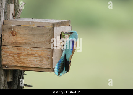 Rullo europea con una preda nella parte anteriore del foro di legno scatola di nidificazione, Coracias garrulus, Bulgaria Foto Stock