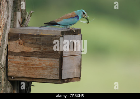 Rullo europea con una preda seduto su una scatola di nidificazione, Coracias garrulus, Bulgaria Foto Stock