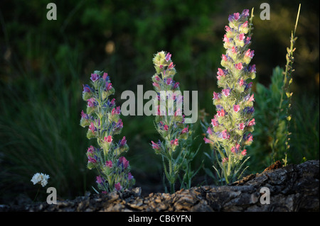 Bianco-lasciava Bugloss (Echium albicans). Gruppo di fiori che crescono vicino ad un tronco di pino. Provincia di Malaga, Andalusia. Foto Stock