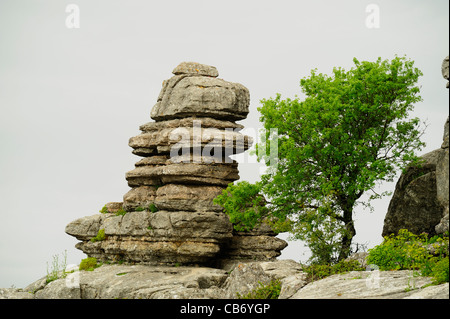 Montpellier maple (Acer Monspessulanum) cresce accanto a una formazione di roccia di El Torcal de Antequera, provincia di Malaga, Andalusia Foto Stock