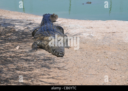 Israele, Aravah, coccodrillo e coccodrillo fattoria di allevamento Foto Stock