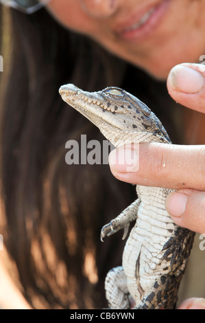 Israele, Aravah, coccodrillo e alligatore allevamento cova coccodrillo Foto Stock