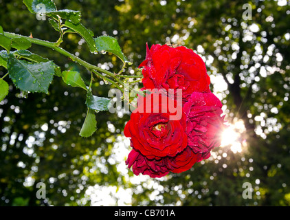 Rugiadosa rosa rossa nel giardino della sera Foto Stock