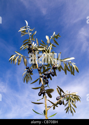Le olive sul ramo Foto Stock