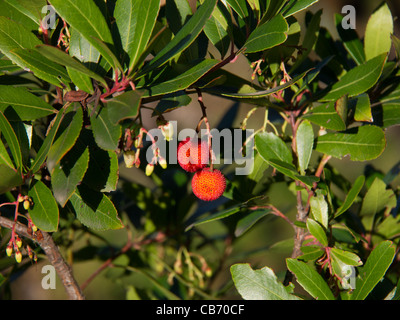 Arbutus unedo bacche Foto Stock