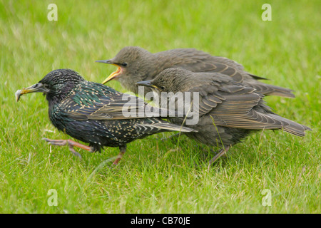 Starling Sturnus vulgaris REGNO UNITO Foto Stock