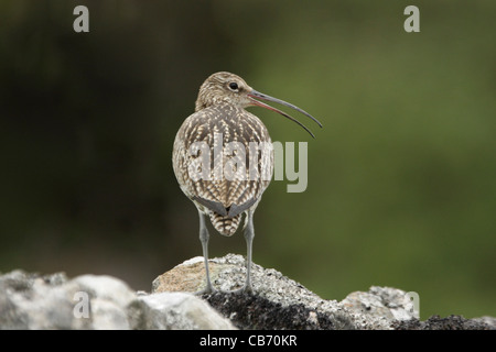 Curlew Numenius arquata REGNO UNITO Foto Stock