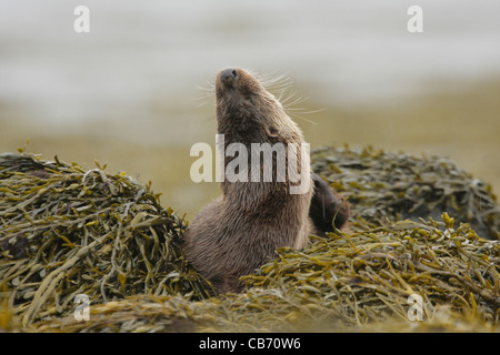 Lontra Foto Stock