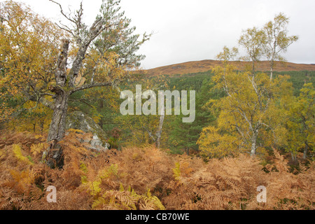 Glen Affric Foto Stock