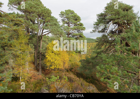 Glen Affric Foto Stock