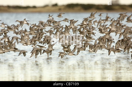 Knott & dunlin battenti Foto Stock