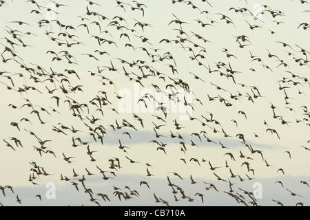 Knott & dunlin battenti Foto Stock