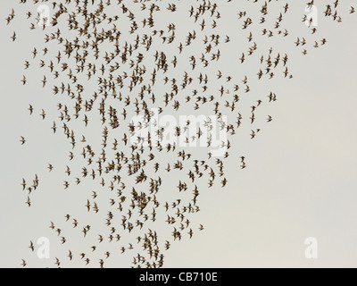 Knott battenti Foto Stock