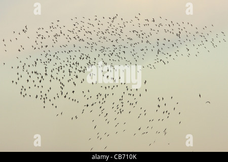 Knott battenti Foto Stock