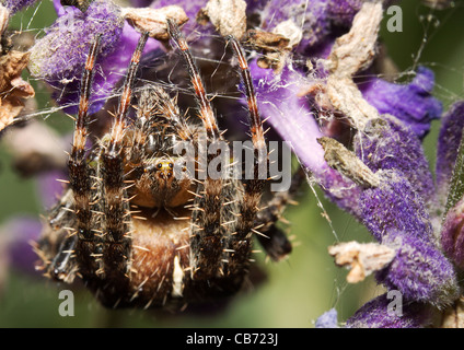 Giardino europeo orb spider (Araneus diadematus) Foto Stock