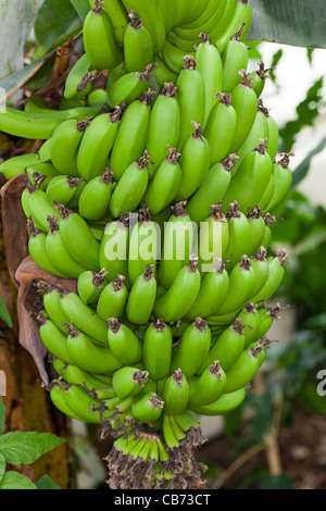 Banana, Banan Musa (sp) Foto Stock