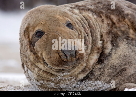 Guarnizione grigio (Halichoerus grypus) Foto Stock