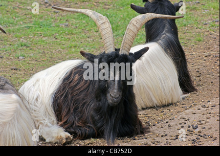 Alcuni Valais Blackneck capre di appoggio al suolo in naturale indietro Foto Stock