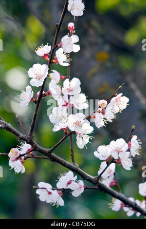 Close up di fiori da un frutteto di albicocche a Srinagar, India Foto Stock