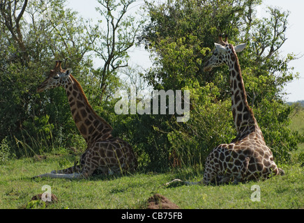 Alcune giraffe di Rothschild in Uganda (Africa) durante il riposo nella verde vegetazione Foto Stock