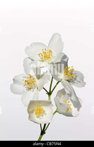 Gelsomino (Jasminum officinale) Foto Stock