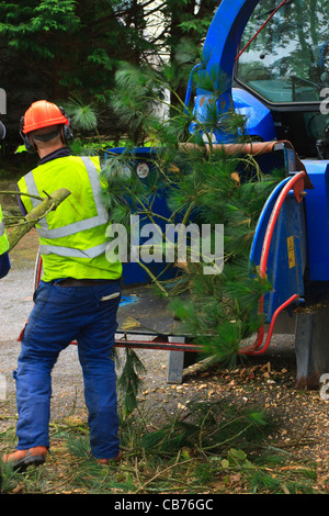 Tree chirurgo a lavorare in un giardino Narberth Pembrokeshire Wales Foto Stock