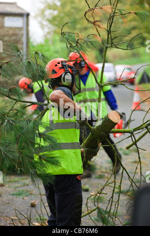 Tree chirurgo a lavorare in un giardino Narberth Pembrokeshire Wales Foto Stock