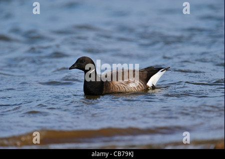 Brent Goose, Branta bernicla, Norfolk, Inghilterra. Probabilmente bernicla sottospecie Foto Stock