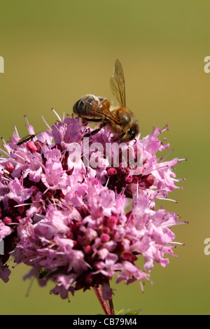 Il miele delle api (Apis mellifera), Adulto, lavoratore, alimentando il Pallon di maggio fiore nel giardino, Warwickshire, Inghilterra, Luglio Foto Stock