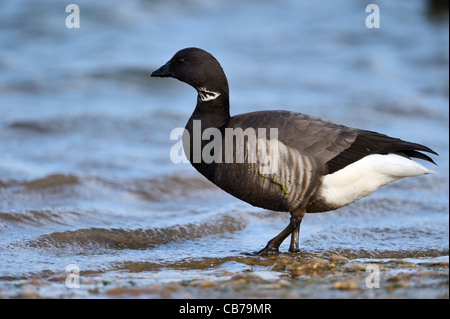 Brent Goose, Branta bernicla, Norfolk, Inghilterra. Probabilmente bernicla sottospecie Foto Stock