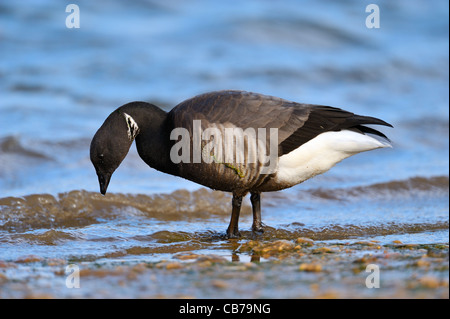 Brent Goose, Branta bernicla, Norfolk, Inghilterra. Probabilmente bernicla sottospecie Foto Stock