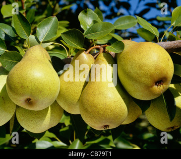 Gorham pera, un ritardo di varietà coltivate in Oriente e Nord-ovest. Foto Stock