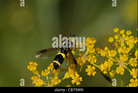 Bumblebee Hover Fly Temnostoma bombylans su finocchio Foto Stock