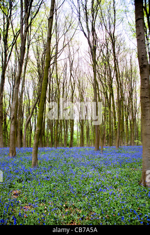 Boschi di faggio in primavera, tappezzate con bluebells, vicino Micheldever, Hampshire, Inghilterra Foto Stock