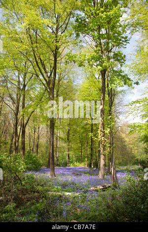 Beech woods in the spring, carpeted with bluebells, near Micheldever, Hampshire, England Foto Stock