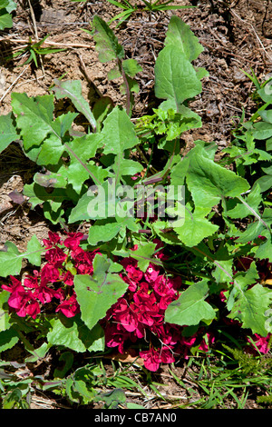 Rovistando per commestibili selvatici in Los Angeles quartiere parco eco. Foto Stock