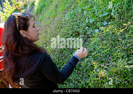 Rovistando per commestibili selvatici in Los Angeles quartiere parco eco. Foto Stock