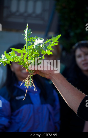 Rovistando per commestibili selvatici in Los Angeles quartiere parco eco. Foto Stock