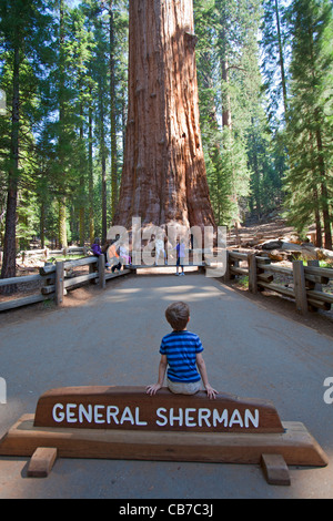 General Sherman. Sequoia National Park, California, Stati Uniti d'America Foto Stock