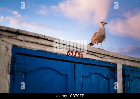 Le immagini del viaggio dal Marocco, principalmente a Marrakech, Essaouira e Rabat. Foto Stock