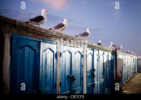 Le immagini del viaggio dal Marocco, principalmente a Marrakech, Essaouira e Rabat. Foto Stock