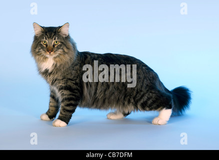 Curioso Norvegesi della Foresta gattino in azzurro indietro Foto Stock