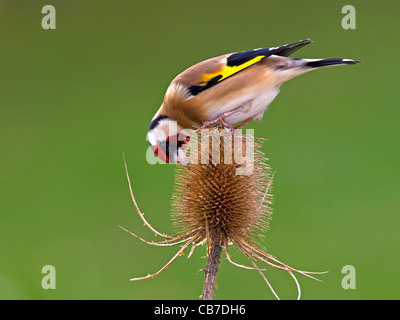 Unione cardellino alimentazione sulla testa teasel Foto Stock