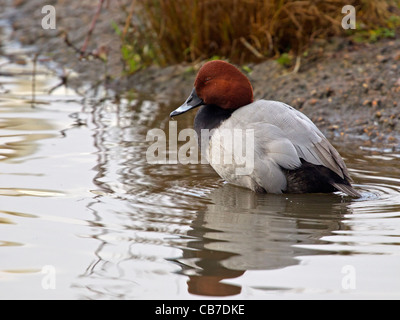 Maschio pochard comune in inverno piumaggio, in piedi in acqua Foto Stock