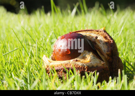 Conker - frutto del cavallo di castagno - Aesculus hippocastanum Foto Stock